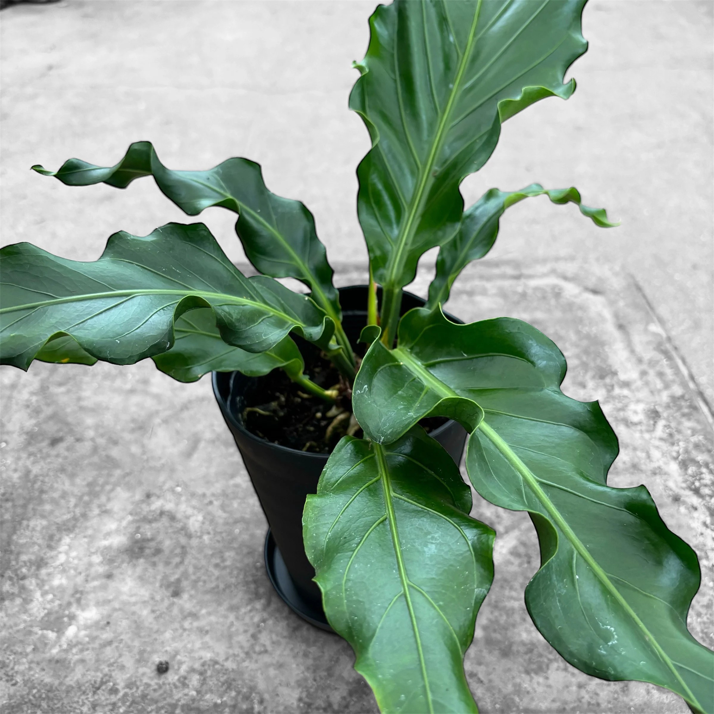 アンスリウム(アンスリューム) フーケリー 5号 湖東フラワー 滋賀県 東近江市 A70 アンスリウム アンスリューム 観葉植物 鉢植え 花 プレゼント ギフト お祝い お供え インテリア リビング 玄関 飾り おしゃれ 珍しい 希少 原種