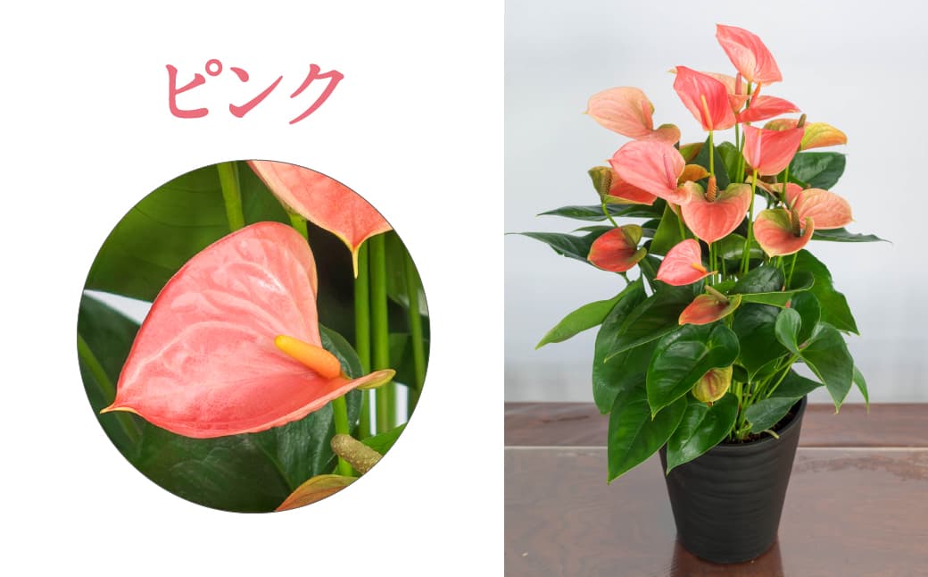 愛んすりうむ（アンスリウム）M（2株寄植え）湖東フラワー 滋賀県 東近江市 B-B05 アンスリウムアンスリューム観葉植物鉢植え花プレゼントギフトお祝いお供えインテリアフラワーグリーンリビング玄関飾りおしゃれ