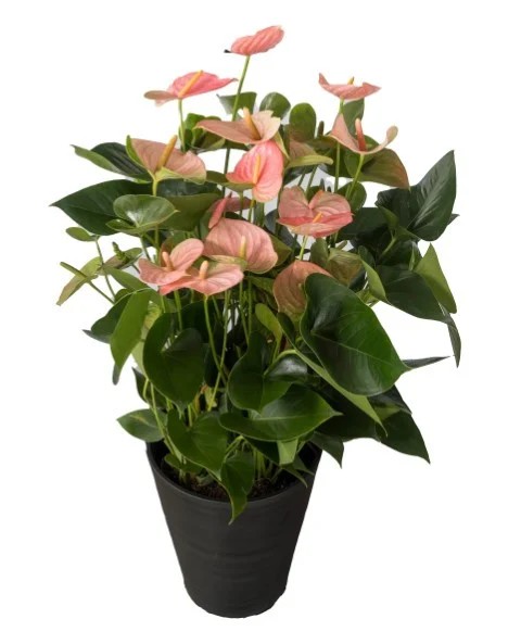 愛んすりうむ（アンスリウム） アンスリウム XL-深（3株寄植え／深鉢） 湖東フラワー 滋賀県 東近江市 D-B04 アンスリウム アンスリューム 観葉植物 鉢植え 花 プレゼント ギフト お祝い お供え インテリア フラワー グリーン リビング 玄関 飾り おしゃれ 手入れ簡単 長持ち 室内 贈答 滋賀県産 ボリューム 3株 4株 深鉢