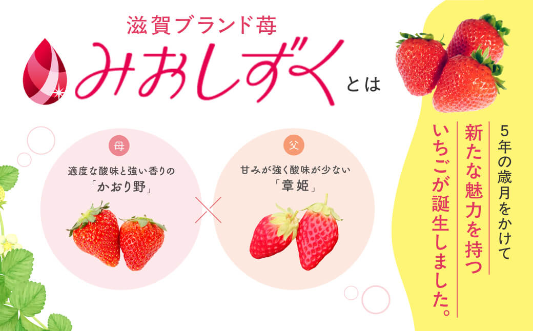 いちご （みおしずく）1箱（2パック入り） 株式会社東近江あぐりステーション 滋賀県 東近江市 O-F03 いちご イチゴ みおしずく 2パック フルーツ 産地直送 ギフト