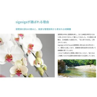 大輪胡蝶蘭 白 5本立ち　プレミアム　AH-E02　綾羽株式会社