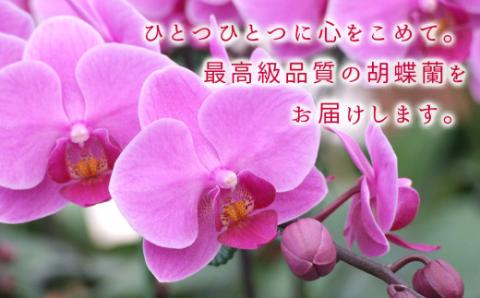 近江の胡蝶蘭 3本立ち 39輪以上 株式会社エフレボ 滋賀県 東近江市 AA06 近江 胡蝶蘭 3本立ち 39輪 花 フラワー ギフト プレゼント 贈り物 お祝い お供え 滋賀県産 産地直送