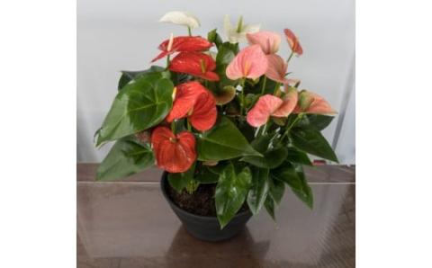 愛んすりうむ（アンスリウム）XL-浅（3株寄植え／浅鉢） 湖東フラワー 滋賀県 東近江市 D09 アンスリウム アンスリューム 観葉植物 鉢植え 花 プレゼント ギフト お祝い お供え インテリア フラワー グリーン リビング 玄関 飾り おしゃれ 手入れ簡単 長持ち 室内 贈答 滋賀県産 ボリューム 3株 浅鉢