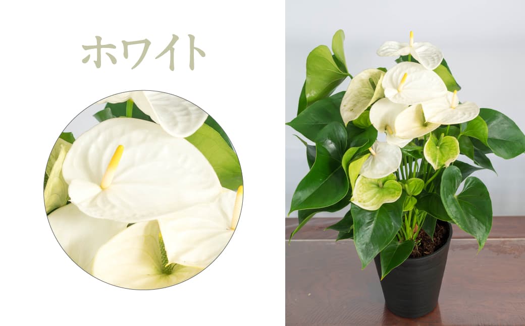 愛んすりうむ（アンスリウム）M（2株寄植え）湖東フラワー 滋賀県 東近江市 B-B05 アンスリウムアンスリューム観葉植物鉢植え花プレゼントギフトお祝いお供えインテリアフラワーグリーンリビング玄関飾りおしゃれ