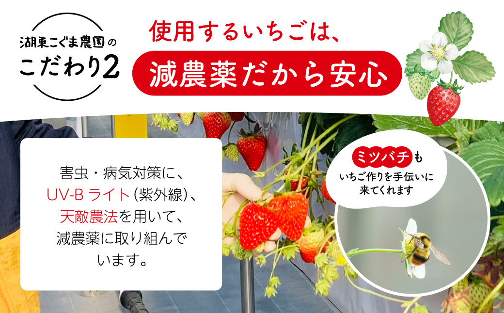 いちご農家の贅沢いちごづくしアイスキャンデー6本セット（いちご・いちごミルク） 湖東こぐま農園 滋賀県 東近江市 O-I20 いちご アイス キャンデー 6本 贅沢 いちごミルク 湖東こぐま農園 手作り ホームメイド ご当地アイス アイスクリーム スイーツ デザート 完熟 いちご農家 滋賀県 東近江市