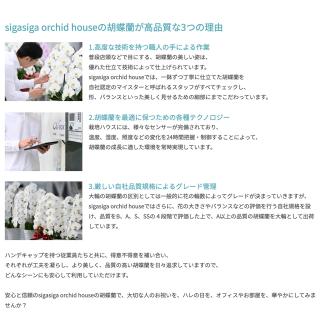 大輪胡蝶蘭 白 3本立ち　スタンダードタイプ　H05　綾羽株式会社