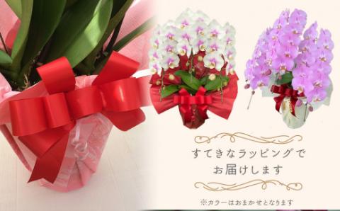 近江の胡蝶蘭 3本立ち 39輪以上 株式会社エフレボ 滋賀県 東近江市 AA06 近江 胡蝶蘭 3本立ち 39輪 花 フラワー ギフト プレゼント 贈り物 お祝い お供え 滋賀県産 産地直送