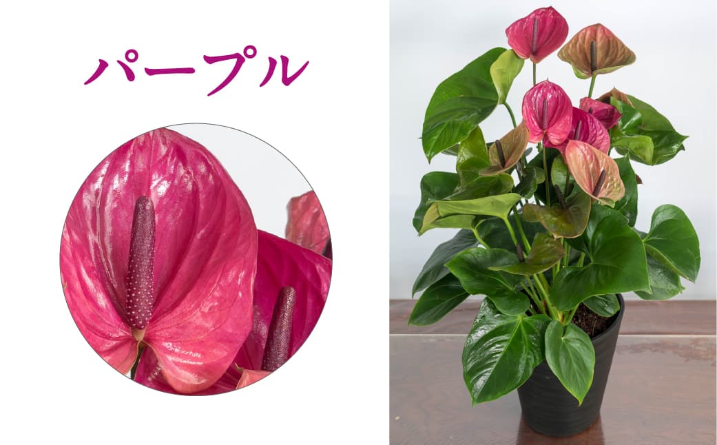 愛んすりうむ（アンスリウム）M（2株寄植え）湖東フラワー 滋賀県 東近江市 B-B05 アンスリウムアンスリューム観葉植物鉢植え花プレゼントギフトお祝いお供えインテリアフラワーグリーンリビング玄関飾りおしゃれ