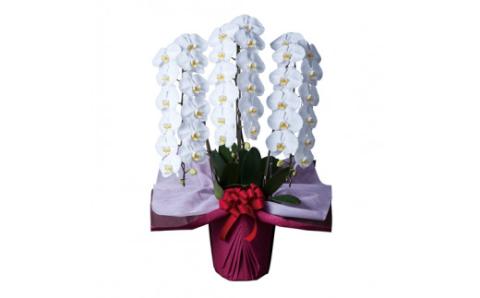 大輪胡蝶蘭 白 3本立ち　プレミアム　AA-E01　綾羽株式会社