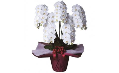 大輪胡蝶蘭 白 5本立ち　プレミアム　AH-E02　綾羽株式会社