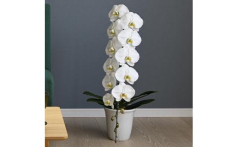 大輪胡蝶蘭 白 1本立ち　B-H06　綾羽株式会社