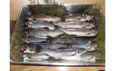 イワナ生き活〆（15～20尾入）　B-D10　有限会社池田養魚場