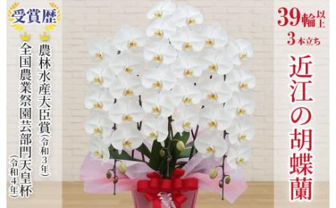 近江の胡蝶蘭 3本立ち 39輪以上 株式会社エフレボ 滋賀県 東近江市 AA06 近江 胡蝶蘭 3本立ち 39輪 花 フラワー ギフト プレゼント 贈り物 お祝い お供え 滋賀県産 産地直送