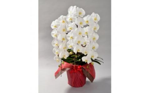 大輪胡蝶蘭 白 3本立ち　ハイグレードタイプ　AO11　綾羽株式会社
