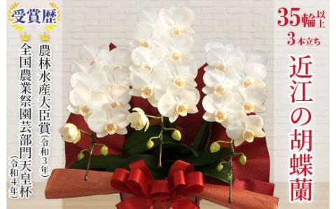 近江の胡蝶蘭 3本立ち 35輪以上 ミディ「ミント」 株式会社エフレボ 滋賀県 東近江市 G-D02 近江 胡蝶蘭 3本立ち 35輪 花 フラワー ギフト プレゼント 贈り物 お祝い お供え 滋賀県産 産地直送