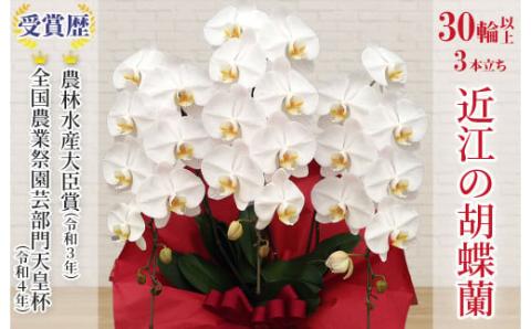 近江の胡蝶蘭 3本立ち 30輪以上 株式会社エフレボ 滋賀県 東近江市 G07 近江 胡蝶蘭 3本立ち 30輪 花 フラワー ギフト プレゼント 贈り物 お祝い お供え 滋賀県産 産地直送