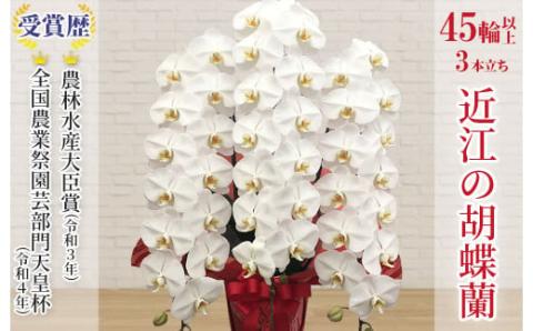 近江の胡蝶蘭 3本立ち 45輪以上 株式会社エフレボ 滋賀県 東近江市 AB06 近江 胡蝶蘭 3本立ち 45輪 花 フラワー ギフト プレゼント 贈り物 お祝い お供え 滋賀県産 産地直送