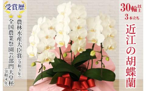 近江の胡蝶蘭 3本立ち 30輪以上 ミディ「ミント」 株式会社エフレボ 滋賀県 東近江市 F-H01 近江 胡蝶蘭 3本立ち 30輪 花 フラワー ギフト プレゼント 贈り物 お祝い お供え 滋賀県産 産地直送