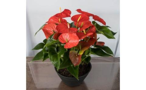 愛んすりうむ（アンスリウム）XL-浅（3株寄植え／浅鉢） 湖東フラワー 滋賀県 東近江市 D09 アンスリウム アンスリューム 観葉植物 鉢植え 花 プレゼント ギフト お祝い お供え インテリア フラワー グリーン リビング 玄関 飾り おしゃれ 手入れ簡単 長持ち 室内 贈答 滋賀県産 ボリューム 3株 浅鉢