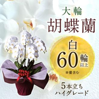 大輪胡蝶蘭 白 5本立ち　ハイグレードタイプ　AG09　綾羽株式会社