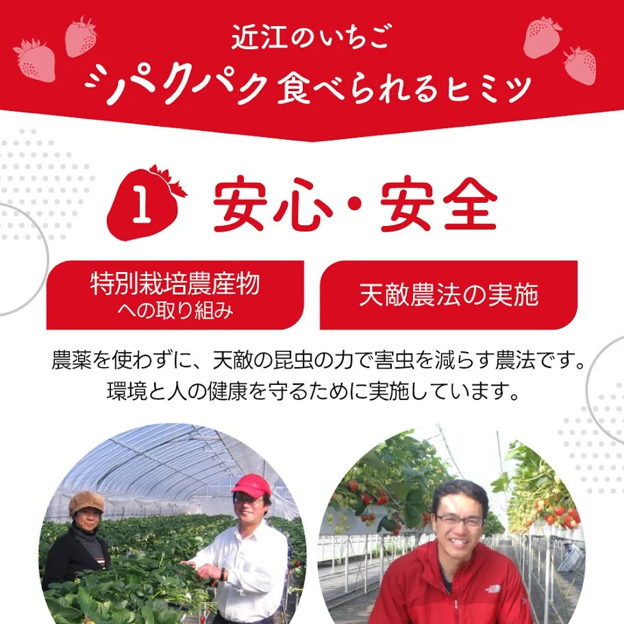 あいとうイチゴ　A-E39　あいとうマーガレットステーション