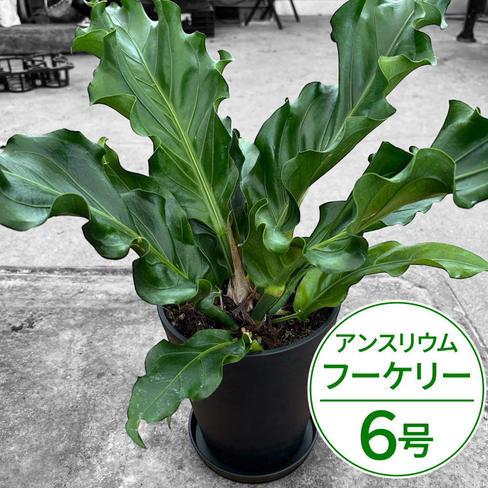 アンスリウム(アンスリューム) フーケリー 6号 湖東フラワー 滋賀県 東近江市 A-G18 アンスリウム アンスリューム 観葉植物 鉢植え 花 プレゼント ギフト お祝い お供え インテリア リビング 玄関 飾り おしゃれ 珍しい 希少 原種