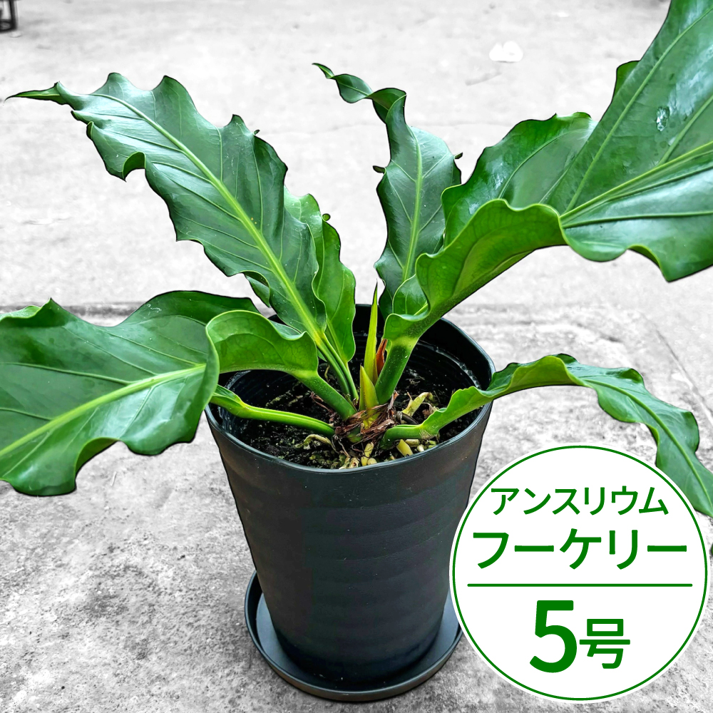 アンスリウム(アンスリューム) フーケリー 5号 湖東フラワー 滋賀県 東近江市 A70 アンスリウム アンスリューム 観葉植物 鉢植え 花 プレゼント ギフト お祝い お供え インテリア リビング 玄関 飾り おしゃれ 珍しい 希少 原種