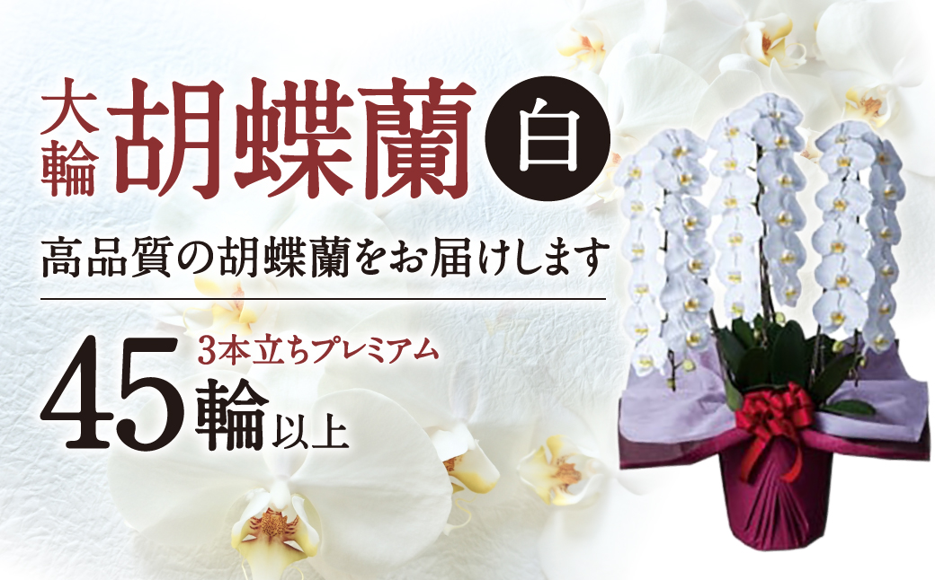 大輪胡蝶蘭 白 3本立ち　プレミアム　AA-E01　綾羽株式会社