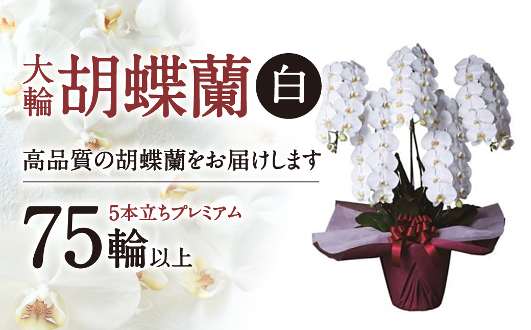 大輪胡蝶蘭 白 5本立ち　プレミアム　AH-E02　綾羽株式会社
