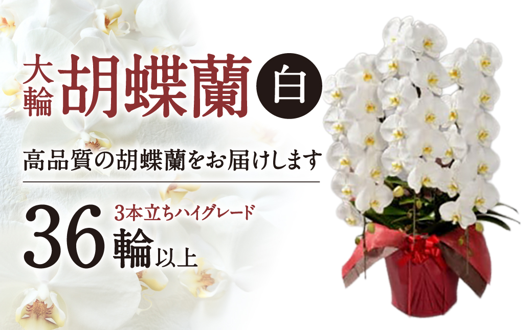 大輪胡蝶蘭 白 3本立ち　ハイグレードタイプ　AO11　綾羽株式会社
