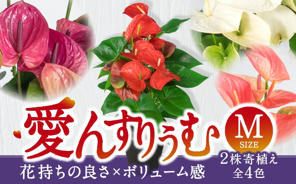 愛んすりうむ（アンスリウム）M（2株寄植え）湖東フラワー 滋賀県 東近江市 B-B05 アンスリウムアンスリューム観葉植物鉢植え花プレゼントギフトお祝いお供えインテリアフラワーグリーンリビング玄関飾りおしゃれ