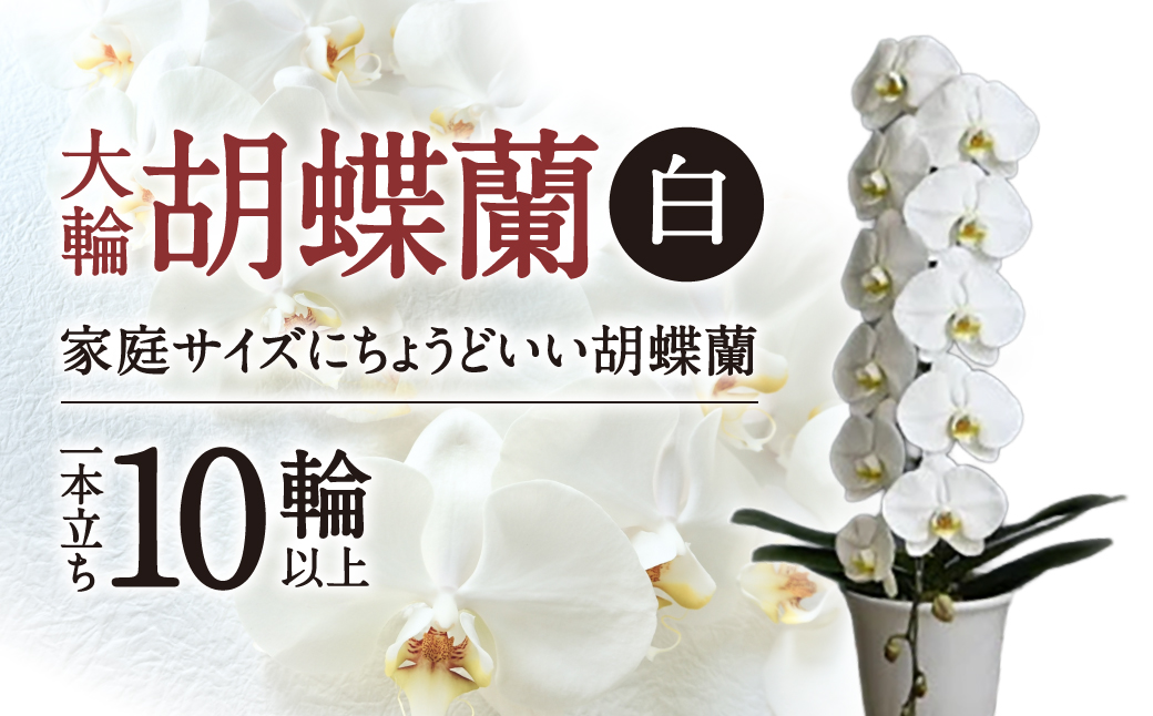 大輪胡蝶蘭 白 1本立ち　B-H06　綾羽株式会社