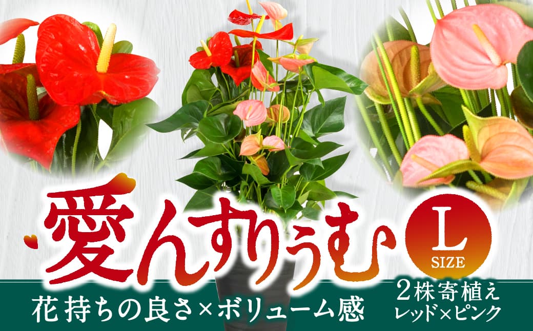 愛んすりうむ（アンスリウム）L（2株寄植え／大） 湖東フラワー 滋賀県 東近江市 C17 アンスリウム アンスリューム 観葉植物 鉢植え 花 プレゼント ギフト お祝い お供え インテリア フラワー グリーン リビング 玄関 飾り おしゃれ 手入れ簡単 長持ち 室内 贈答 滋賀県産 ボリューム 赤 桃色 2色