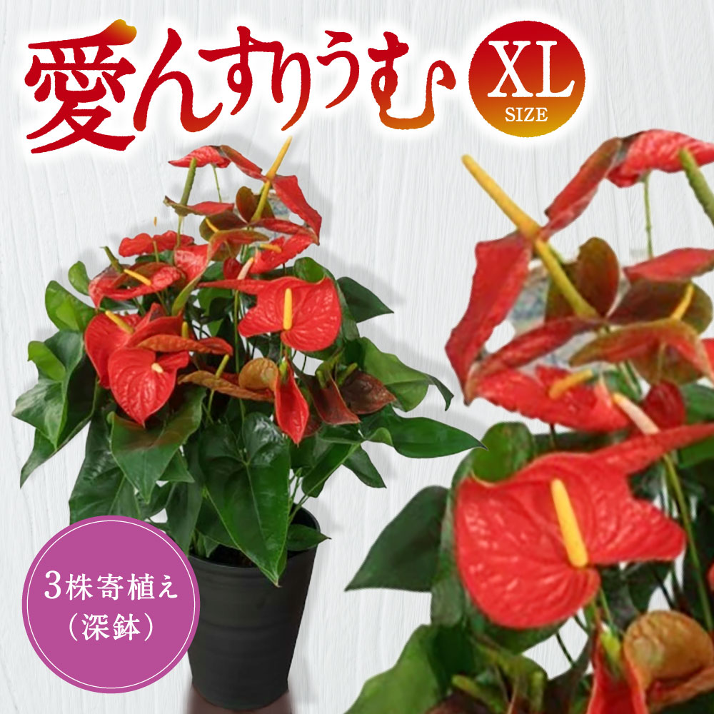 愛んすりうむ（アンスリウム） アンスリウム XL-深（3株寄植え／深鉢） 湖東フラワー 滋賀県 東近江市 D-B04 アンスリウム アンスリューム 観葉植物 鉢植え 花 プレゼント ギフト お祝い お供え インテリア フラワー グリーン リビング 玄関 飾り おしゃれ 手入れ簡単 長持ち 室内 贈答 滋賀県産 ボリューム 3株 4株 深鉢