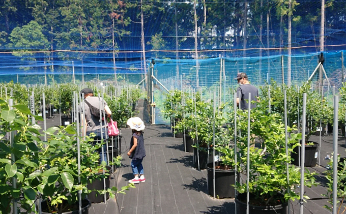 【2021年6月～8月ご利用分】ブルーベリー狩り体験（ペア）