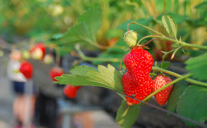 いちご 川瀬農園 紅ほっぺ 4パック 苺 イチゴ 果物 フルーツ くだもの 国産
