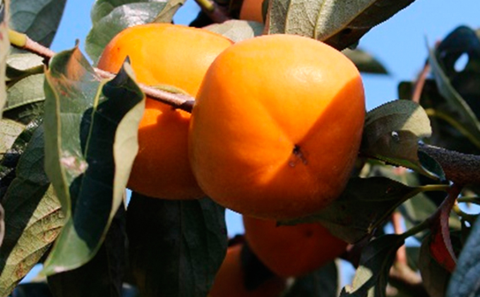 【数量限定】滋賀・伊吹特産ひらたねなし柿（炭酸脱渋）