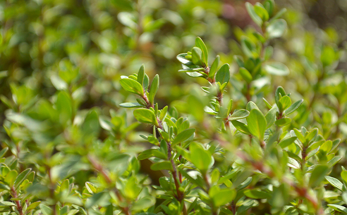 【かくとだに】保湿クリーム＋保湿オイル