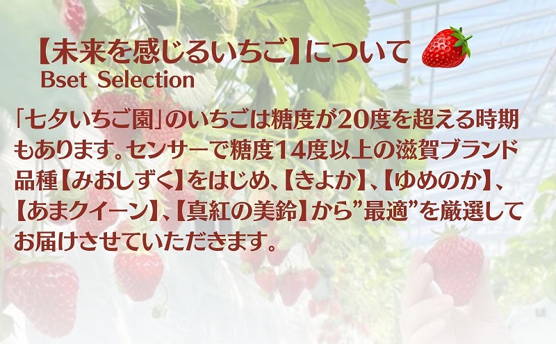【本州限定】糖度14度以上未来を感じるいちご※12月中旬より順次配送