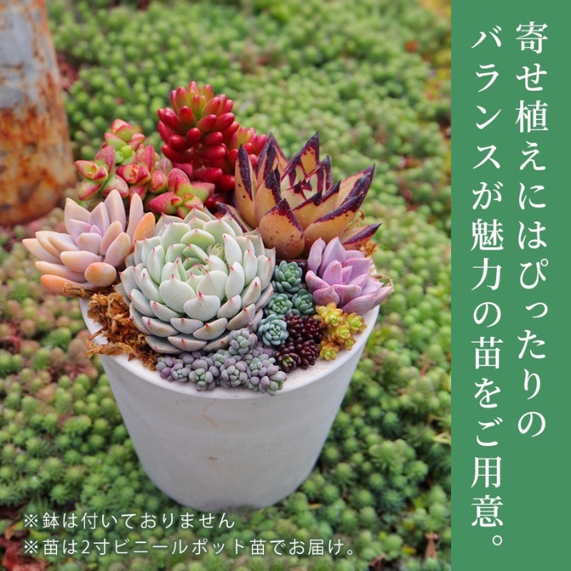 【多肉植物】彩とりどりのエケベリア6種セット