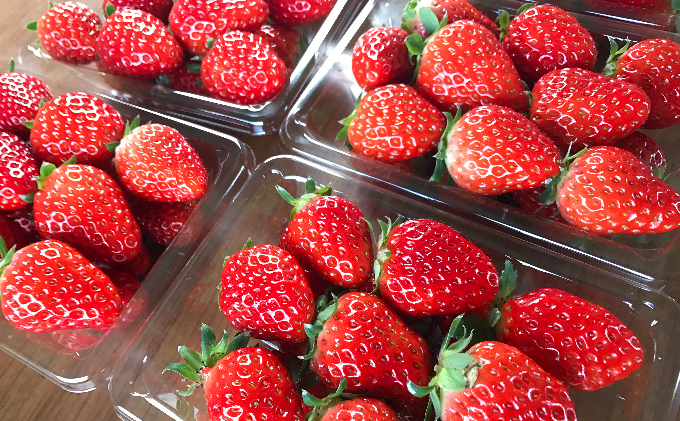 いちご 川瀬農園 紅ほっぺ 4パック 苺 イチゴ 果物 フルーツ くだもの 国産