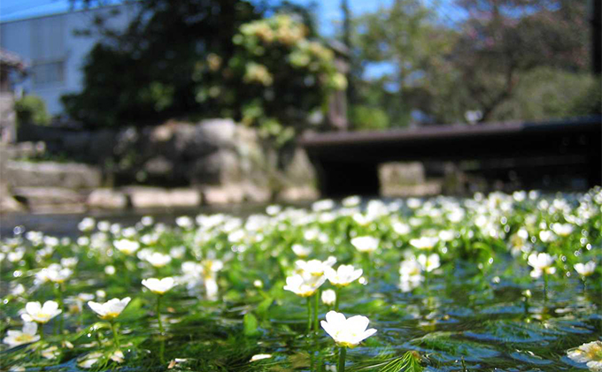 梅花藻どら焼　よりみち　10個入