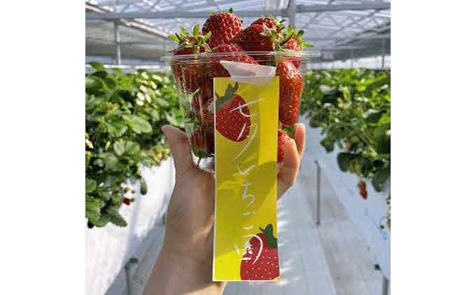 【本州限定】希少品種いちご食べ比べセット【山天王・紅かおり】※1月中旬より順次配送