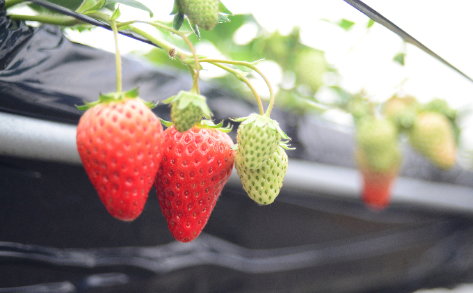 いちご 川瀬農園 紅ほっぺ 4パック 苺 イチゴ 果物 フルーツ くだもの 国産