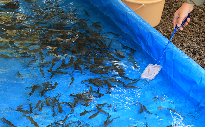 醒井養鱒場　わくわく体験クーポン