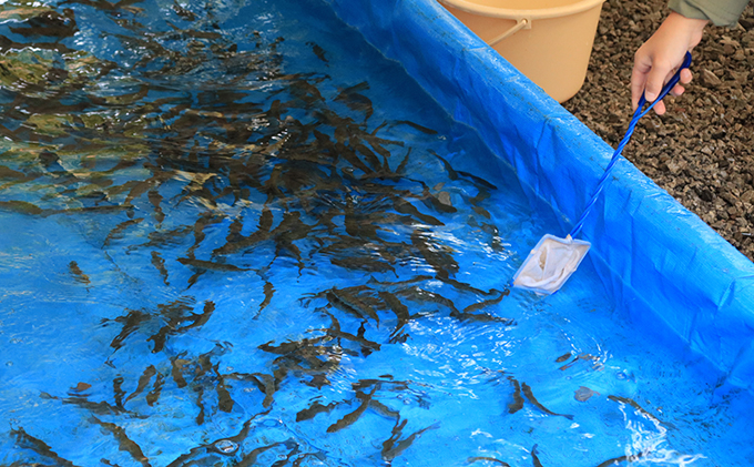 醒井養鱒場　わくわく体験クーポン（ペア）