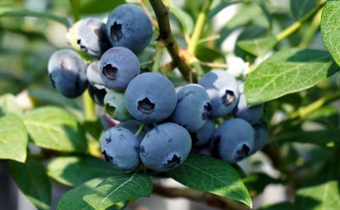 「ブルーベリーガーデン伊吹」の手作りブルーベリーコンフィチュール（140g）