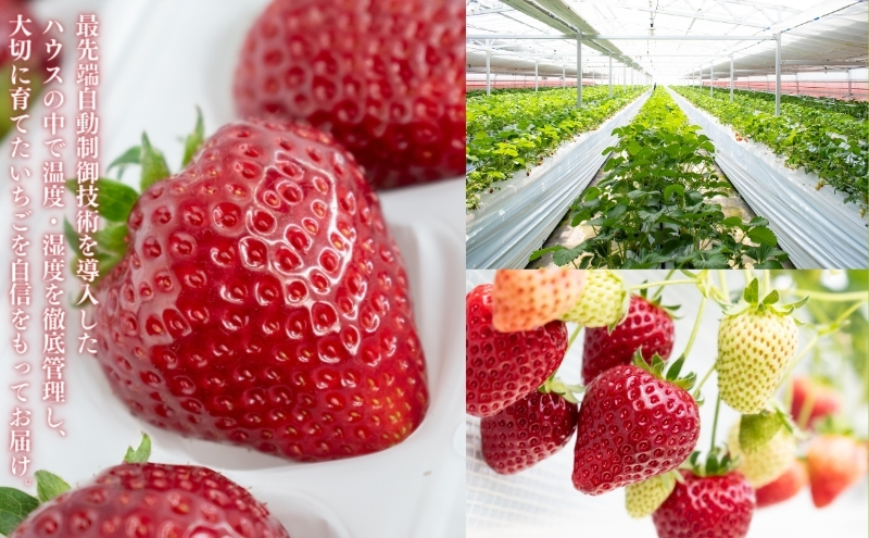 【たっぷり最大3品種ミックス】お徳用いちご(1kg超入り)※本州限定 果物類 フルーツ 果物