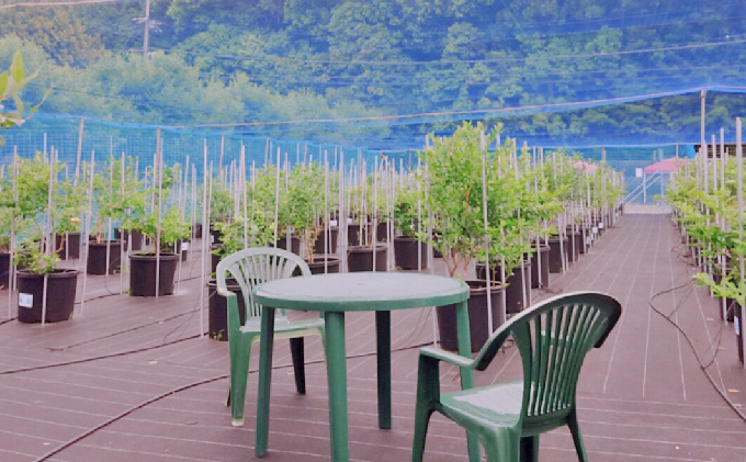 【2021年6月～8月ご利用分】ブルーベリー狩り体験（ペア）