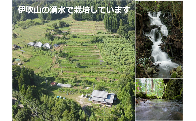 焙煎玄米麺5食セット